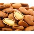 2019 High Quality Cheap Bulk Pine Nuts